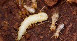 La mosca infiltrada: descubre unas larvas que se camuflan entre termitas y llegan a imitar su olor