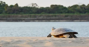 La caza furtiva y el comercio ilegal amenazan a la tortuga de agua dulce más grande de Suramérica