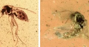 El secreto que guardan nuevos insectos atrapados en ámbar: revelan claves de la extinción de fauna