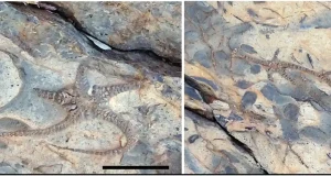 Sierra de Gádor: una concentración de fósiles única, con ejemplares realmente extraordinarios