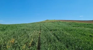 Investigadores del IAS-CSIC estudian cómo mejorar la adaptación de los cereales al cambio climático