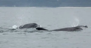 El nuevo tratado de la ONU sobre biodiversidad marina abre la posibilidad de crear áreas marinas protegidas en alta mar