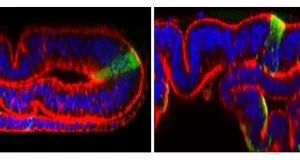 Revelan nuevos mecanismos moleculares detrás de la formación de los órganos