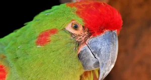 El 90% de los loros capturados ilegalmente en Bolivia terminan como mascotas de la población local