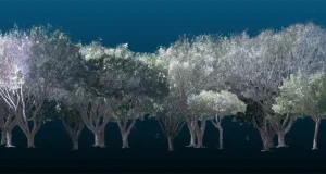 ¿Cuánto CO2 captura el arbolado urbano? Una nueva herramienta tecnológica permite calcularlo
