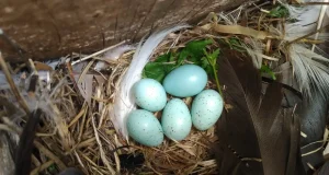 El curioso comportamiento de las hembras de estornino: echan del nido a los huevos ‘okupas’