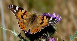 Secuenciado el genoma de mil mariposas y polillas: el objetivo es llegar a 11.000 especies