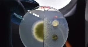 Un ejército de microorganismos entrenados para acabar con los desechos del cultivo de arroz