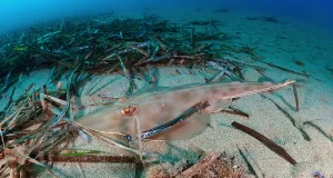 La UMU recibe nuevos fondos para seguir estudiando al pez guitarra y otros tiburones de las costas de Murcia