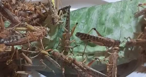 Descubren cambios genéticos en las langostas que pueden explicar las plagas de estos insectos