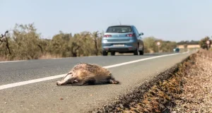 La alarmante cifra de animales víctimas de las carreteras: anfibios y aves pequeñas son los más afectados