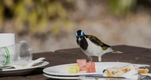 Por qué las aves de zonas urbanas son más coloridas: lo aclaran investigadores de la UGR