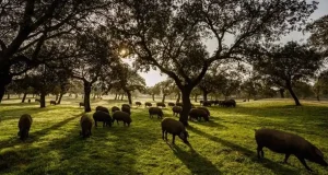 La ganadería extensiva menos intensiva compensa hasta el 60% de sus emisiones gracias al carbono del suelo