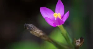 El primer estudio integral sobre la flora del Cantábrico