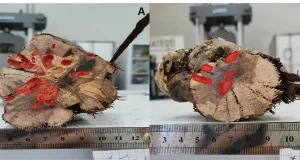 Un equipo científico de la ULE analiza el impacto del insecto Xylotrechus arvicola en la resistencia de la vid