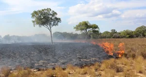 Los fuegos controlados: reducirán en un tercio la superficie quemada por los incendios forestales