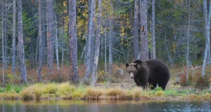 El cambio climático y las interacciones entre especies modifican la distribución del oso pardo en Europa y Turquía