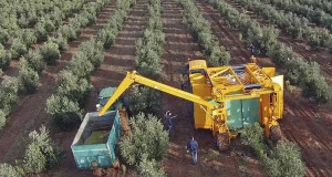 Los sensores abren un nuevo escenario para un riego de precisión en el olivar