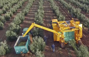 Los sensores abren un nuevo escenario para un riego de precisión en el olivar