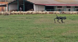 El nuevo perro pastor que sustituye los ladridos por circuitos electrónicos
