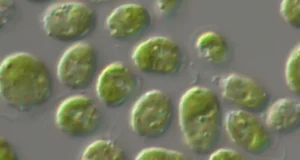 Desvelan el mecanismo que permite a las células de los organismos fotosintéticos integrar la luz y el CO2