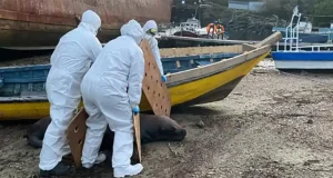 El virus de la gripe aviar se transmite entre mamíferos: ha generado una pandemia animal