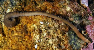 Especialistas del IEO corrigen errores de la lista de especies marinas presentes en las aguas españolas