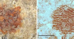 Un neandertal de Segovia dejó la huella dactilar más antigua del mundo: tuvo un valor simbólico