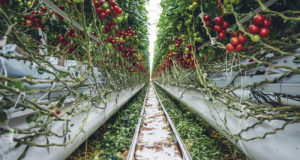 Nuevos biopesticidas tan efectivos como seguros: están hechos con extractos de naranja y de canela