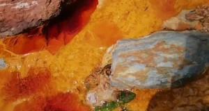 Una microalga del río Tinto puede ser la base de nuevos tratamientos contra la inflamación