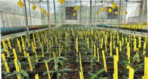 Dan con las moléculas para predecir el tamaño de las aceitunas de nuevas variedades de olivos