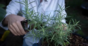 Estas plantas no pueden faltar en tu casa si te pican los mosquitos