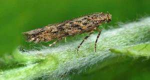Este es el coste económico causado por las especies invasoras: mucho más de lo que se estimaba