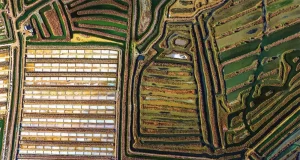 Revelan el papel ambiental salinas de la Bahía de Cádiz: es extraordinario