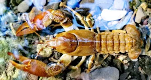 Los cangrejos de río se importaron de Italia: estudios genéticos identifican a sus antepasados en la Toscana