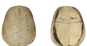 Las tortugas de agua dulce salvaron a las pueblos prehistóricos de hace 9.000 años de morir de hambre