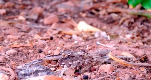 El motivo por el que las aves de entornos agrícolas intensivos buscan alimento lejos de sus nidos
