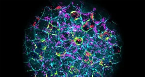 Sorprendente: descubren que los embriones eliminan infecciones bacterianas antes de formar su sistema inmune