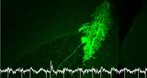 La orientación de las neuronas modula los efectos de la estimulación eléctrica