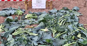 Agricultura de carbono, la estrategia nueva para combatir el cambio climático que se ensaya en Murcia