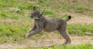 Andalucía se consolida como uno de los grandes refugios de biodiversidad de Europa tras recuperar al lince y al águila imperial