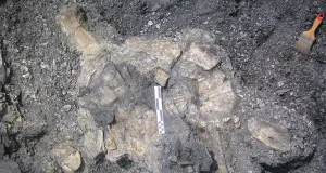 Descubren el esqueleto más completo de una tortuga de hace 110 millones de años: ha aparecido en Teruel