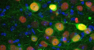 Identifican el grupo de neuronas implicado en la regulación de la ansiedad y los trastornos sociales