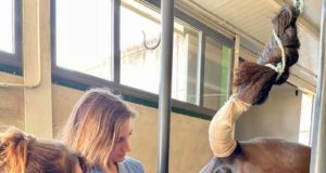 Aislan por primera vez células madre mesenquimales en yeguas, lo que puede revolucionar la biotecnología reproductiva y la medicina regenerativa equinas
