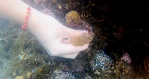 Hallan nuevas algas potencialmente tóxicas en estas playas de Almería y Murcia
