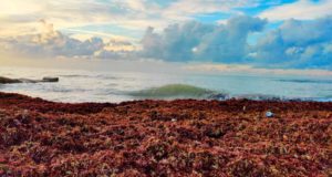 Las algas que arruinan las playas servirán para fabricar nuevos bioestimulantes agrícolas