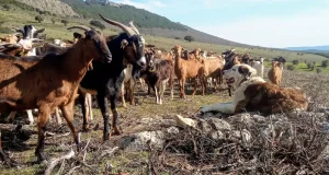 El 80% de las razas autóctonas de ganado están en peligro de extinción