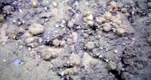 Estudian las esponjas del Atlántico Norte y el Ártico y se llevan una desagradable sorpresa