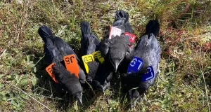 La inteligencia artificial puede revelar el lenguaje de las cornejas: estas aves tienen un comportamiento único