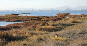 La UMU recibe 2,6 millones para avanzar en la recuperación del Mar Menor